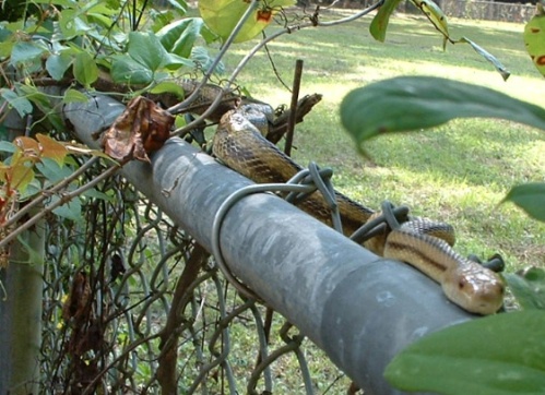 snake-on-fence.jpg